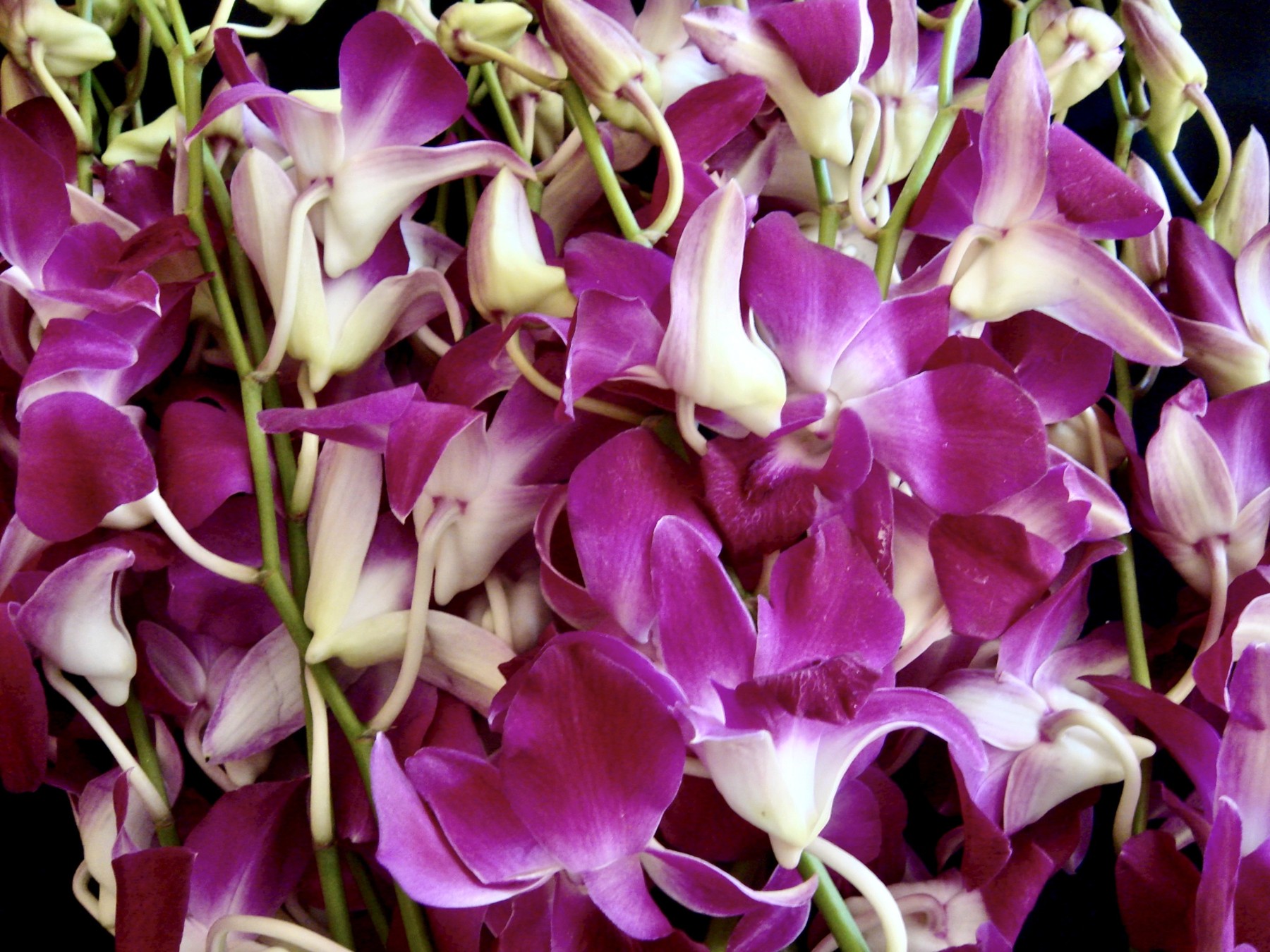 Violette und weiße Thai-Orchideen